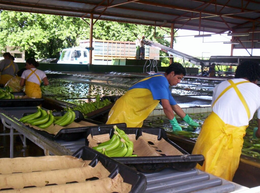 Workers in blue and yellow uniforms processing bananas on a conveyor belt.