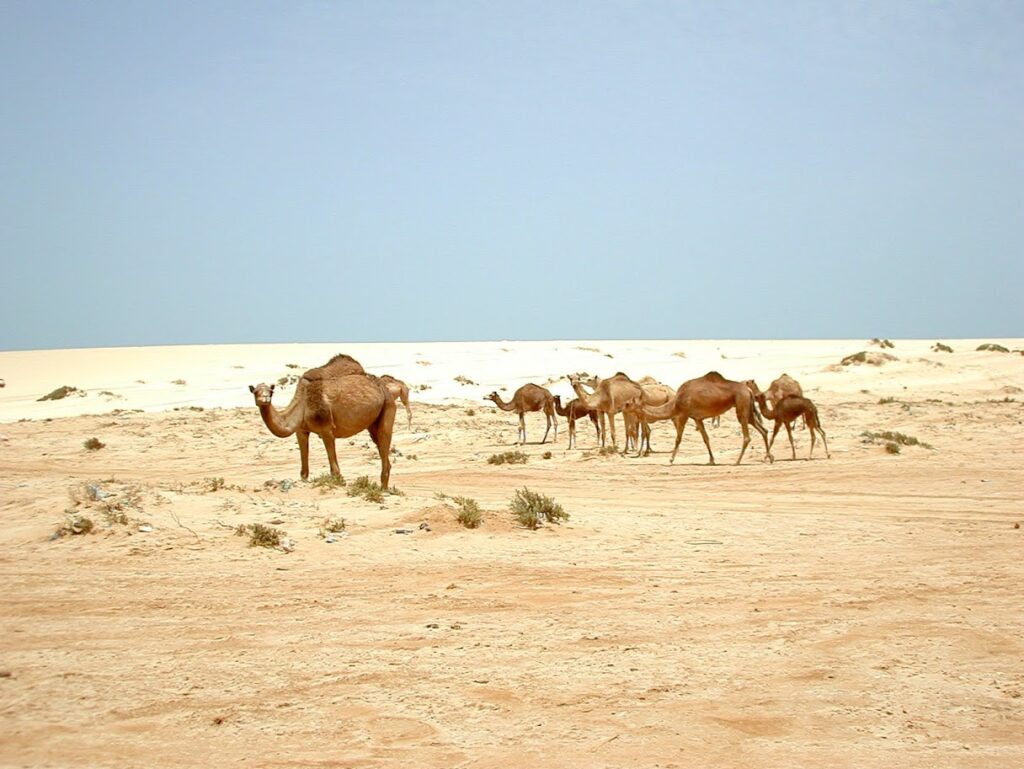 A group of camels walking across a sandy desert under a clear sky.