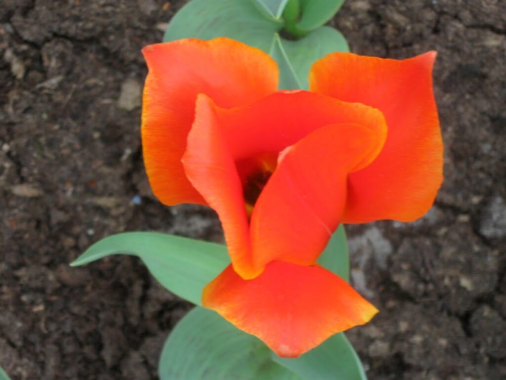 A vibrant orange tulip blooming in soil.