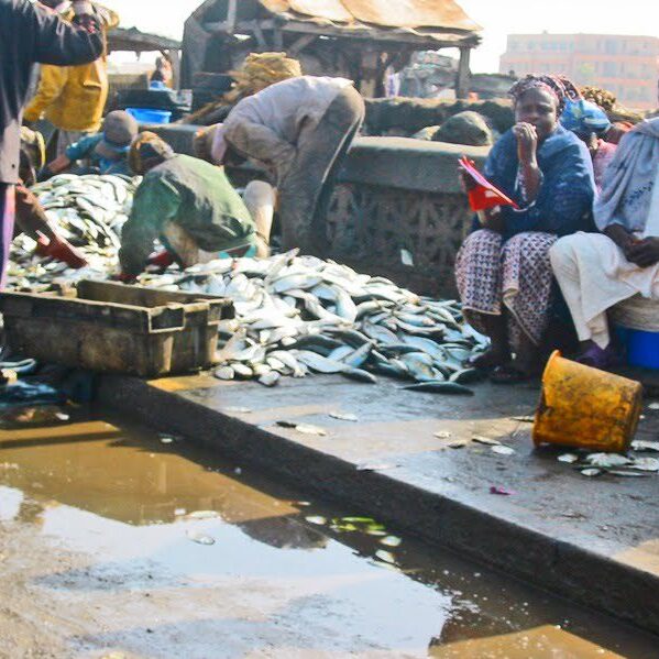 Fishermen sorting fresh fish on a dock under bright sunlight.