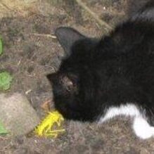 A black and white cat curiously sniffs a yellow flower on the ground.