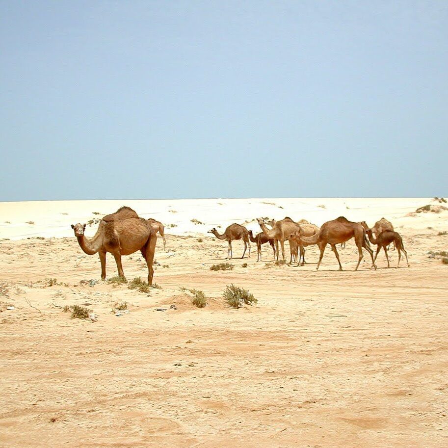 A group of camels walking across a sandy desert under a clear sky.