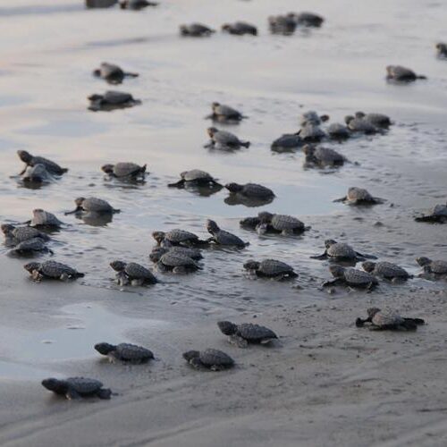 Hatchling sea turtles making their way to the ocean.